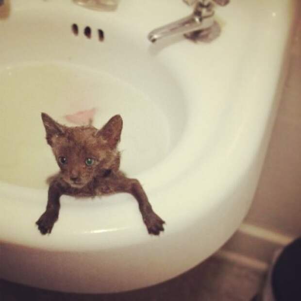 Без кота и жизнь не та