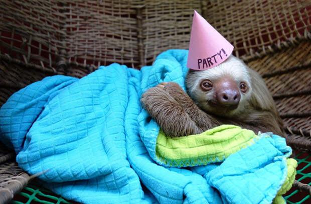 pets-birthday-parties-7-57068cea88a45__700