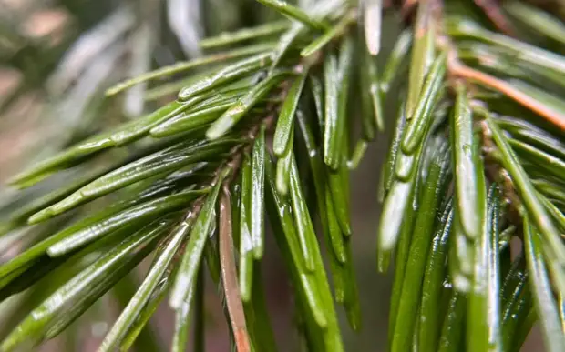 В Рязанской области 2 мая будет дождь и до +15