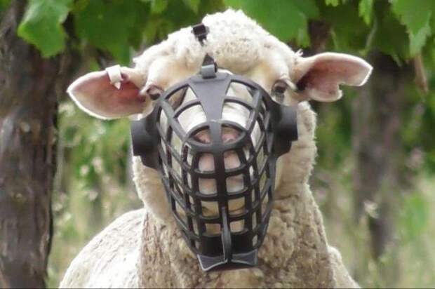Овцам одели намордники в стиле "Молчания ягнят"