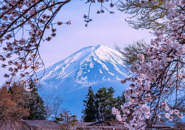 В Японии из-за неадекватных туристов отменили фестиваль сакуры