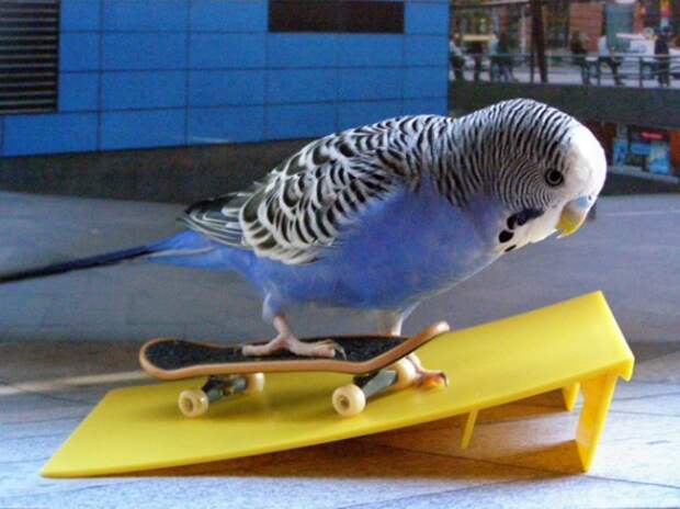 Попугаи скейтбордисты