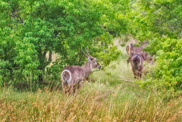 Водяные козлы (waterbok).