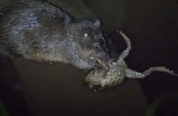 Златобрюхая водяная крыса выжила после ужина ядовитой жабой