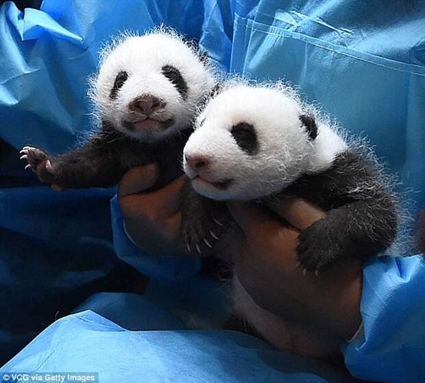 Одна из шести пар близнецов, появившихся на свет в прошлом году в центре по разведению больших панд в Чэнду животные, милота, панды