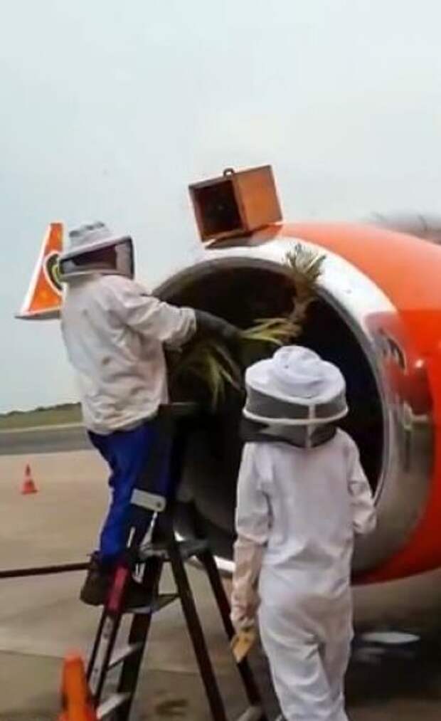 20 000 пчел устроили привал в двигателе самолета