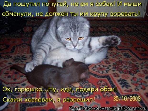 Новые котоматрицы для настроения (32 шт)