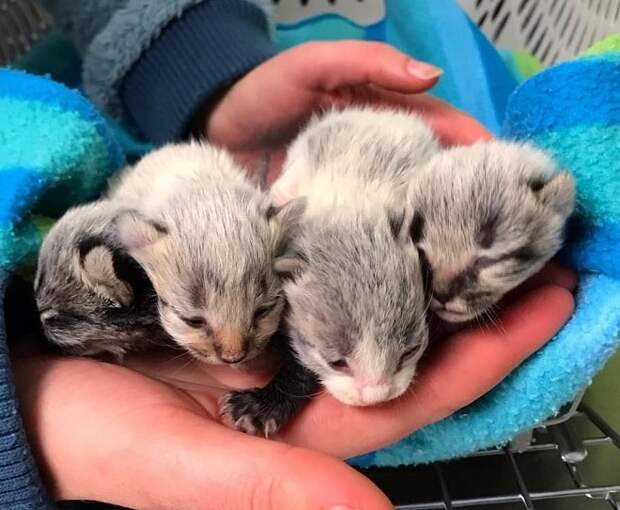 Котята в руках Котята на ладошке