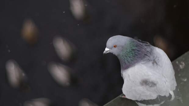 Сотни птиц погибли во время миграции из-за высотных домов в Нью-Йорке