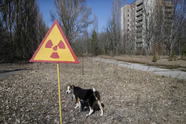 Радиоактивная собака