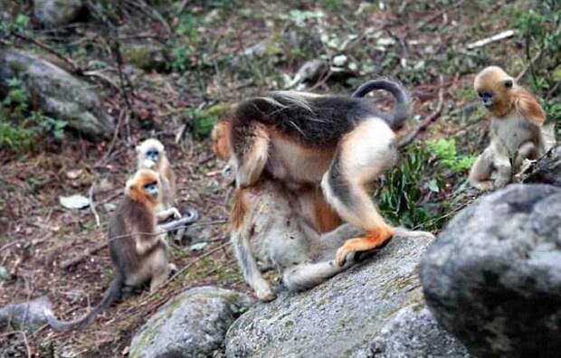 Горе матери: обезьянка не может поверить, что ее малыша больше нет