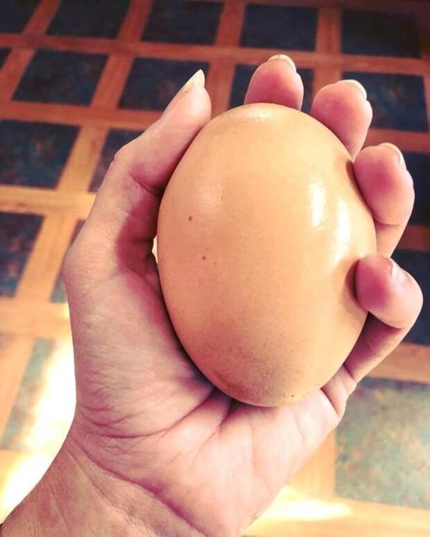 Яйцо-матрешка: в Австралии обнаружили огромное куриное яйцо с сюрпризом внутри австралия, в мире, вес, желток, курица, яйцо
