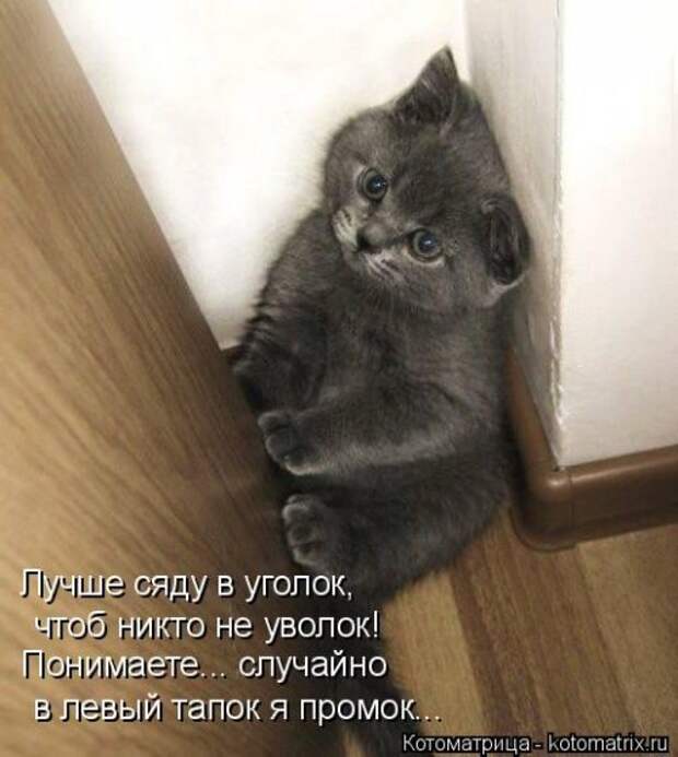 Лучшая котоматрица недели (38 фото)