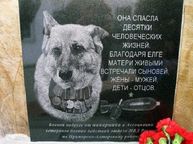 Памятник собаке Елге, спасшей десятки человеческих жизней. Памятник собаке Елге, спасшей десятки человеческих жизней.