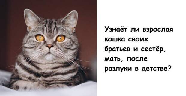 Узнаёт ли взрослая кошка своих братьев и сестёр, мать, после разлуки в детстве?