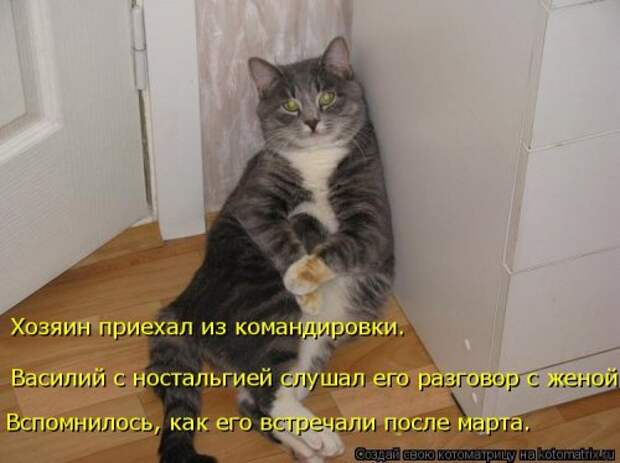 Новая котоматрица на Бугаге (33 фото)