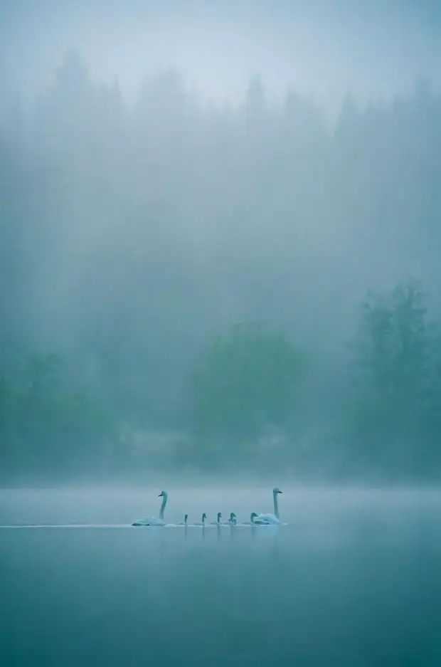 20 фото, сделанные обычными людьми, но выглядящие как работы профессионалов