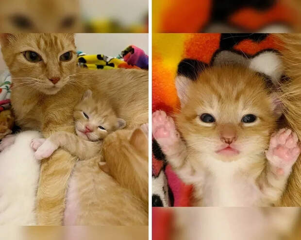 Без кота и жизнь не та