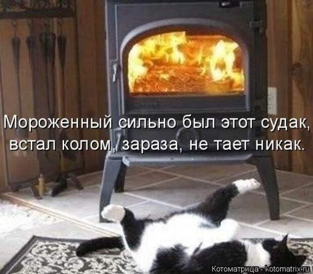 Лучшие котоматрицы недели (50 фото)