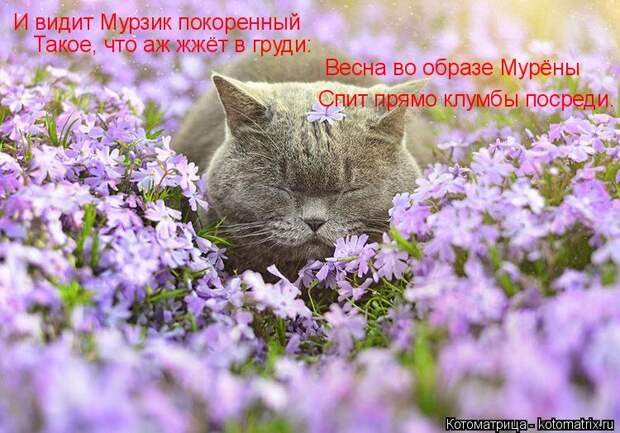 Котоматрица: И видит Мурзик покоренный Весна во образе Мурёны Спит прямо клумбы посреди. Такое, что аж жжёт в груди: