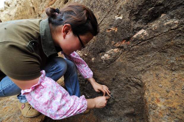 Окаменелости ранних позвоночных с четырьмя глазами обнаружили в Китае