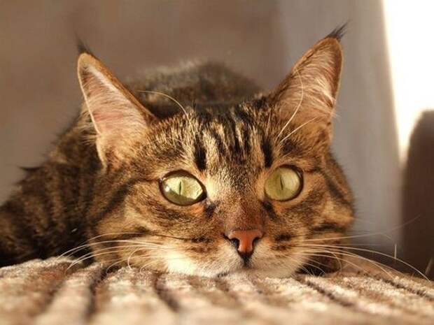 полосатая кошка с красивыми глазами
