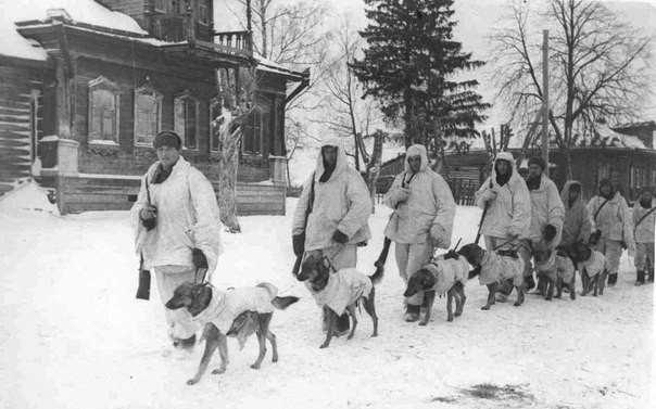 Собаки в Великой Отечественной войне