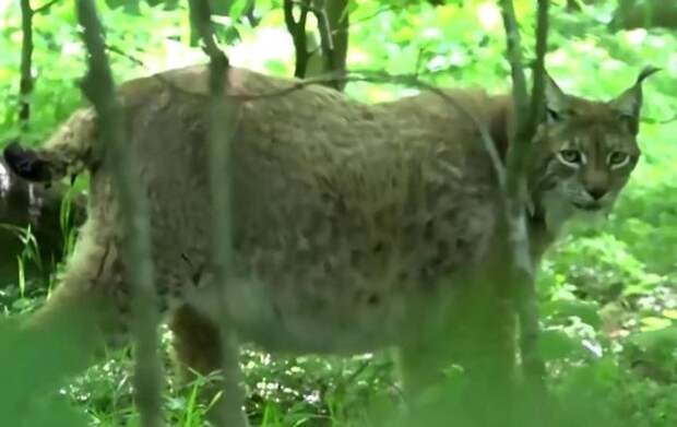 Хочется быть этой толстой и счастливой рысью, а не вот это вот всё
