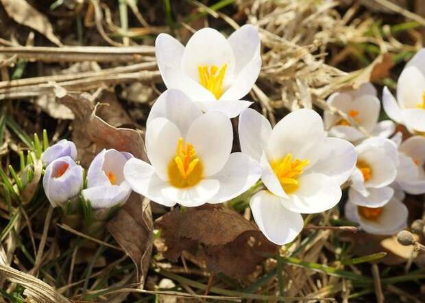Цветы крокуса Альбус