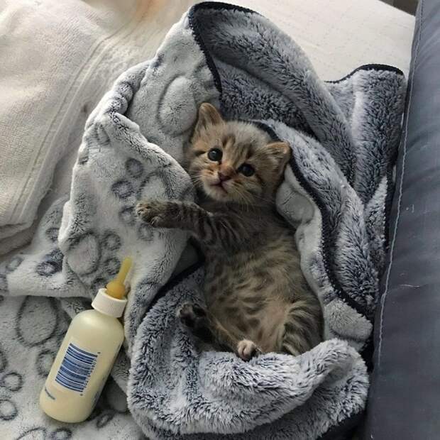Котенок в пледе Котенок лежит