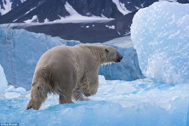 Белый медведь в Арктике. животные, жизнь, медведь, хищник