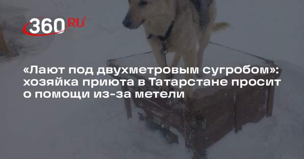 Хозяйка приюта для собак в Татарстане попросила о помощи из-за сугробов