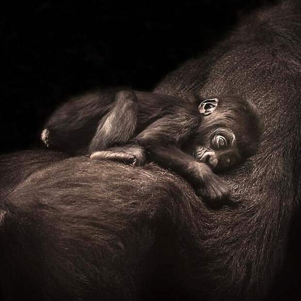Эмоции животных