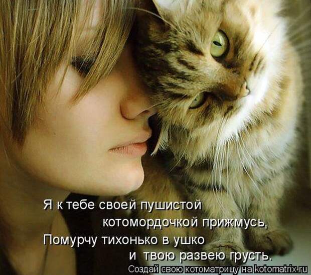 Лучшие котоматрицы недели (50 фото)