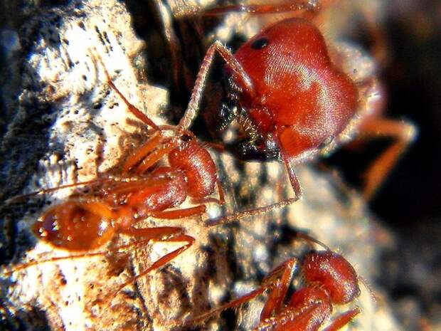 Флоридский муравей-жнец боль, в мире, люди, насекомые, укус, энтомолог