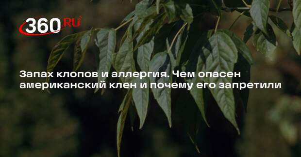 Рослесхоз утвердил документ о мерах борьбы с американским кленом