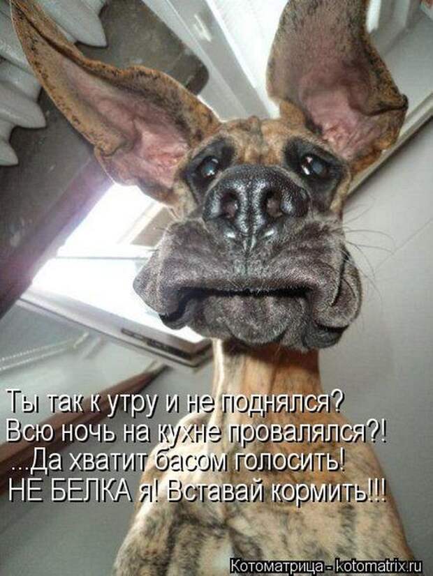 Забавные котоматрицы