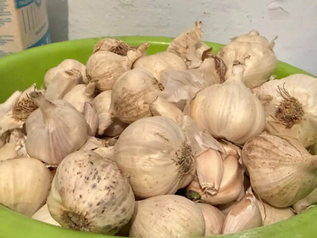 Одна щепотка в междурядье в мае — и чесночные головки станут тяжелыми, сочными и долежат до весны