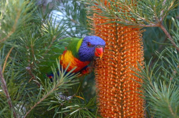 Birds_35 (700x465, 362Kb)