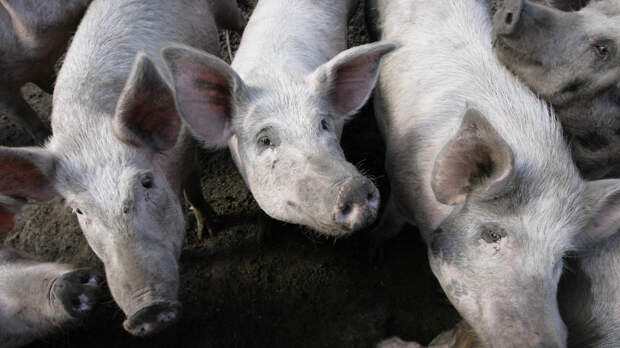 Пятачок-спасатель: как свиньи помогают науке и людям