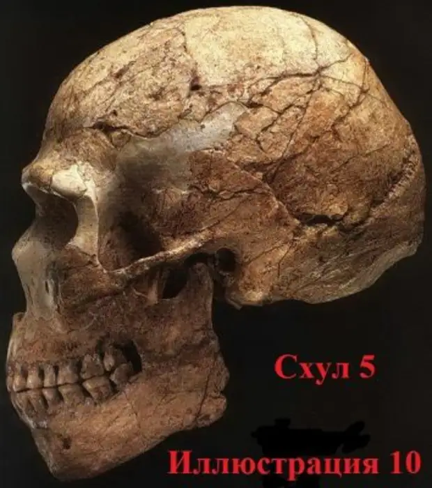 Самый древний череп человека. Неандерталец (homo Neanderthalensis) череп. Палеоантроп( неандерталец) череп.