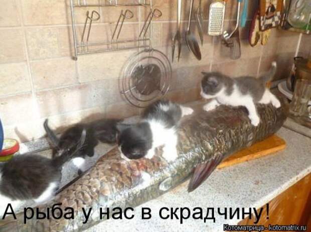Свежая котоматрица (22 шт)