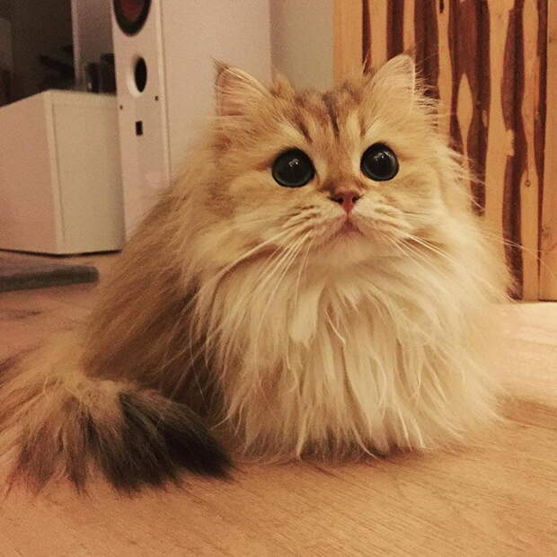 Самый фотогеничный кот на свете: встречайте Смузи! Самый фотогеничный кот на свете: встречайте Смузи!