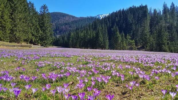 Хохоловска долина, Татры, Польша в начале марта вся покрыта цветущими крокусами. великоление, красота, природа, путешествия, цветочные туры