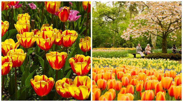 Слева тюльпаны в Саду, справа тюльпаны в Кёкенхофе, фото сайта tuizm.ru
