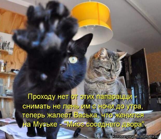 Лучшие котоматрицы недели (50 фото)