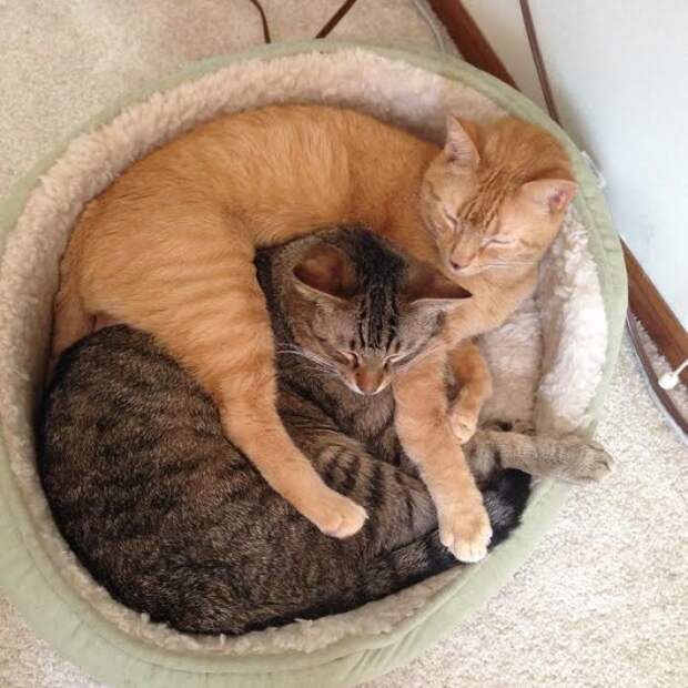 необычная дружба кота и крысы