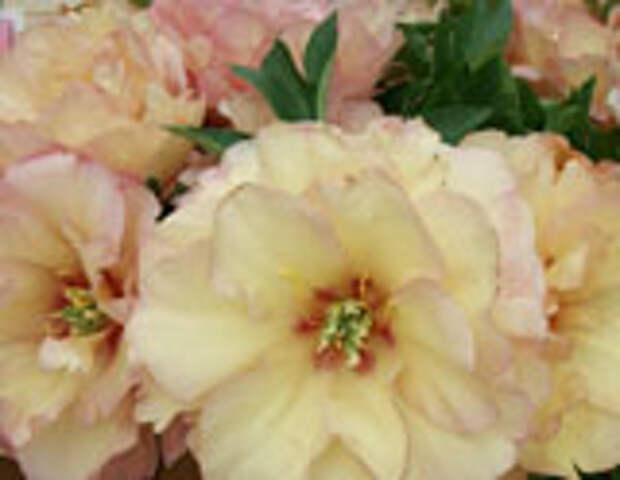 Canary Brilliants