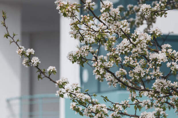 От берёзы до одуванчика: какие растения опасны для аллергиков весной