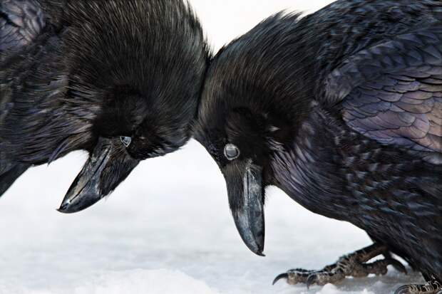 Победители орнитологического фотоконкурса Audubon Photography Awards 2016